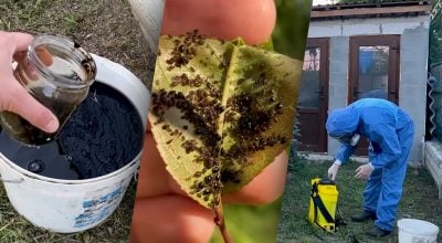 Не отруює урожай та знищує шкідників: чим обробити город у липні, найкращий метод Не отруює урожай та знищує шкідників: чим обробити город у липні, найкращий метод