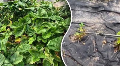 Урожай клубники побьет рекорды: 5 приемов, которые нужно сделать в июле после сбора ягод