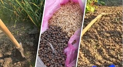 Городник розкрив, що найкраще посадити після часнику: перевірено роками