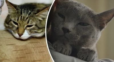 Кіт нявкає не просто так: 5 помилок господарів, які розбивають йому серце