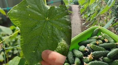 Огірки в Україні масово атакують небезпечні шкідники: як врятувати врожай без хімії Огірки в Україні масово атакують небезпечні шкідники: як врятувати врожай без хімії