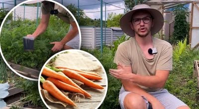 Морковь будет ровной и большой: огородник рассказал чем подкормить ее в июле