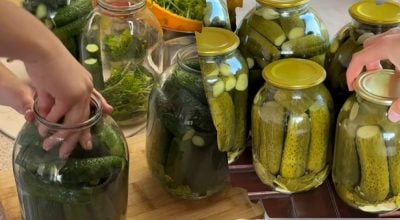 Солоні огірки під капронову кришку Солоні огірки під капронову кришку