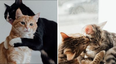 Кошки Кошки