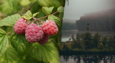 Прикмети 22 липня Прикмети 22 липня