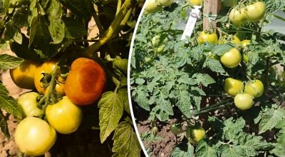 Самые урожайные, сладкие и мясистые: названы лучшие сорта помидоров