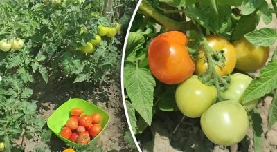 Помідори ростимуть швидше і дадуть більші плоди - чим потрібно полити кущі