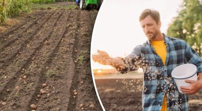 Земля буде як пух: що посіяти на городі після збирання врожаю з грядок