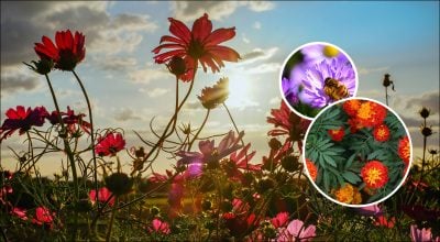12 цветов, которые стоит посадить летом ради яркой осени в саду