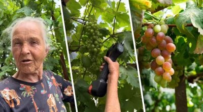 Грона будуть великими і дозріють швидше: як правильно пасинкувати виноград