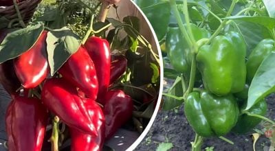 Перець ростиме як на дріжджах: простий засіб із кухні для великого врожаю