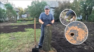 Как избавиться от пня на участке 