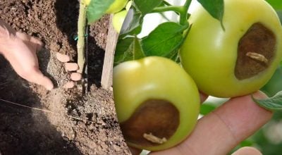 Из-за одной ошибки помидоры чернеют и гниют: как спасти плоды