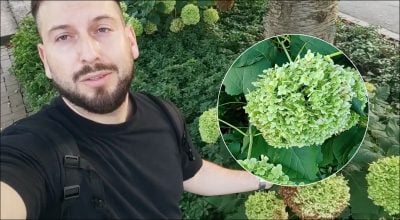 Почему у гортензии зеленые цветы Почему у гортензии зеленые цветы