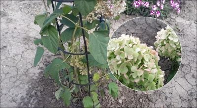 Одна помилка наприкінці липня може зіпсувати гортензії: що варто зробити прямо зараз