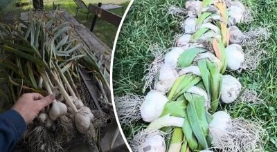 Лежатиме до нового врожаю і навіть довше: китайський метод зберігання часнику