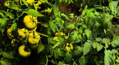 Щоб верхні помідори не дрібнішали: що обов'язково потрібно зробити наприкінці липня