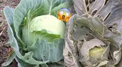 Качани стануть схожими на баскетбольні м’ячі: що обов’язково потрібно зробити з капустою в липні