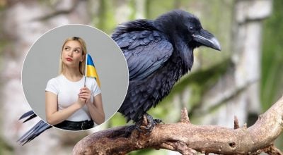 "Ворон" чи "крук": як правильно називати чорного птаха українською
