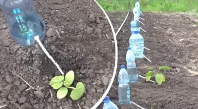 Не варто викидати пластикові пляшки: що досвідчені дачники роблять з ними на грядках Не варто викидати пластикові пляшки: що досвідчені дачники роблять з ними на грядках