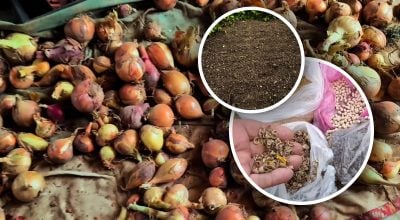 Що посіяти після цибулі в липні: секрет, який зробить землю родючою без гною