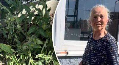 Урожай помидоров будет в разы больше: что нужно сделать с помидорами