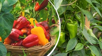 Перець виросте м’ясистим і соковитим: чим підживити кущі у серпні