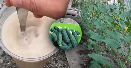 Огірки відразу підуть у ріст і дадуть величезний врожай - що потрібно зробити у липні