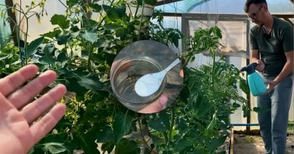 Урожаю помідорів буде вдвічі більше: чим обприскати томати під час цвітіння