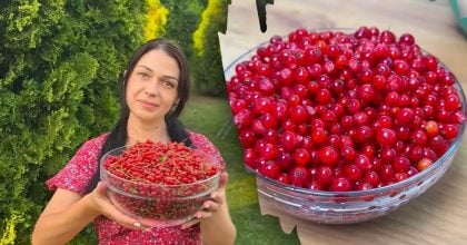 Що зробити з порічки на зиму: найкращі ідеї для кожної господині