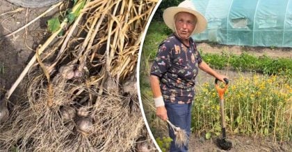 Часник пролежить до наступного сезону: городниця розповіла, коли його викопувати