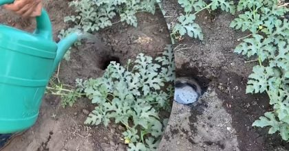 Як врятувати баштан у спеку: городник розкрив найкращий спосіб поливу й підживлення