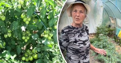 Помідори не почорніють: городниця поділилася народними засобами від фітофтори