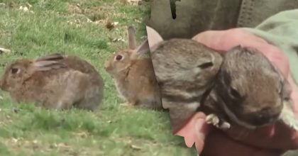 Мільйони кроликів в Австралії, але їх не їдять: головні причини табу