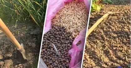 Городник розкрив, що найкраще посадити після часнику: перевірено роками