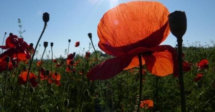 Україну розігріє до + 33 градусів: коли та де буде спекотна погода