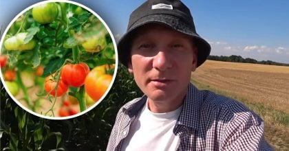 Томати будуть як мед і без тріщин: проста схема підживлення на стадії дозрівання