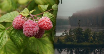 Народні прикмети 22 липня — які дивні знаки природи підкажуть майбутнє