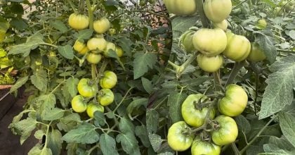 Помідори почервоніють удвічі швидше: простий спосіб прискорити дозрівання