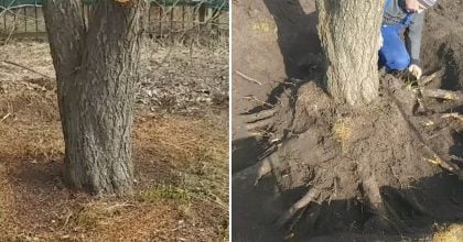 Знищить коріння за один сезон: чим засипати пень, щоб він засох