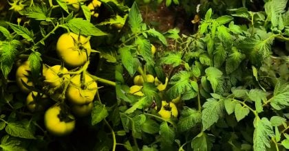 Щоб верхні помідори не дрібнішали: що обов'язково потрібно зробити наприкінці липня