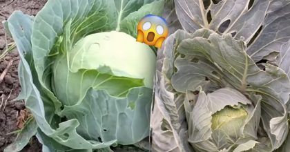 Качани стануть схожими на баскетбольні м’ячі: що обов’язково потрібно зробити з капустою в липні