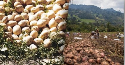 Коли копати картоплю у серпні — ідеальні дні для збору врожаю за календарем