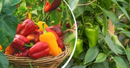 Перець виросте м’ясистим і соковитим: чим підживити кущі у серпні