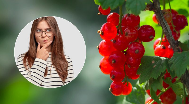Не только "красная смородина": какое еще древнее украинское название имеет ягода
