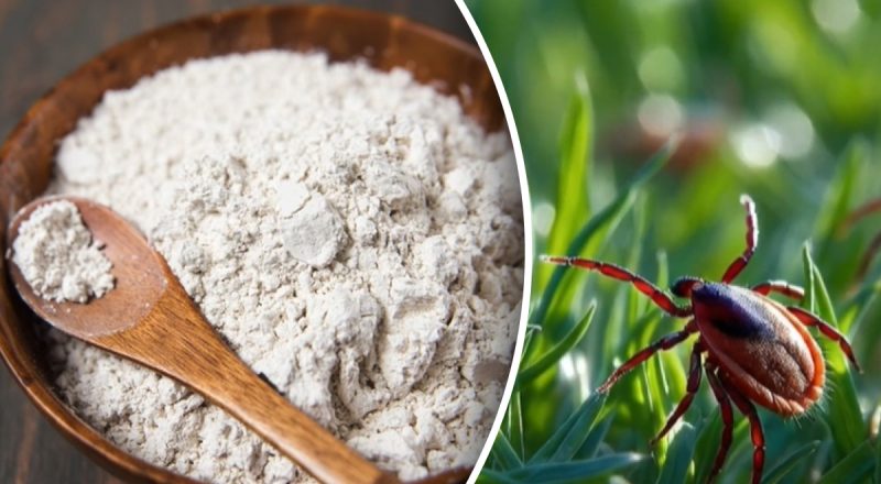 Як боротися з кліщами, мурахами та клопами - ефективний натуральний засіб