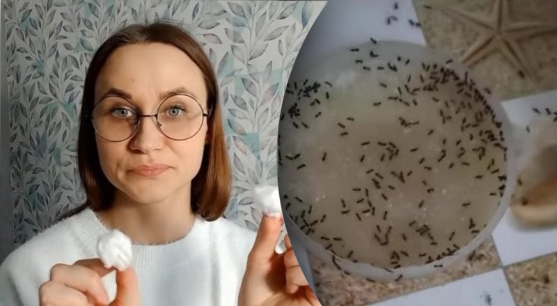 Ни уксус, ни сода: неожиданное средство от муравьев защитит дом