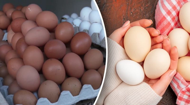 Где хранить яйца, чтобы они долго не портились: повара поставили точку в споре