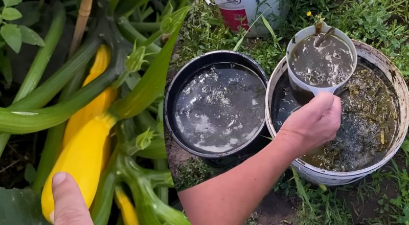 Всього 1 літр під кущ - і кабачки ростимуть без зупинки: найкраще липневе підживлення