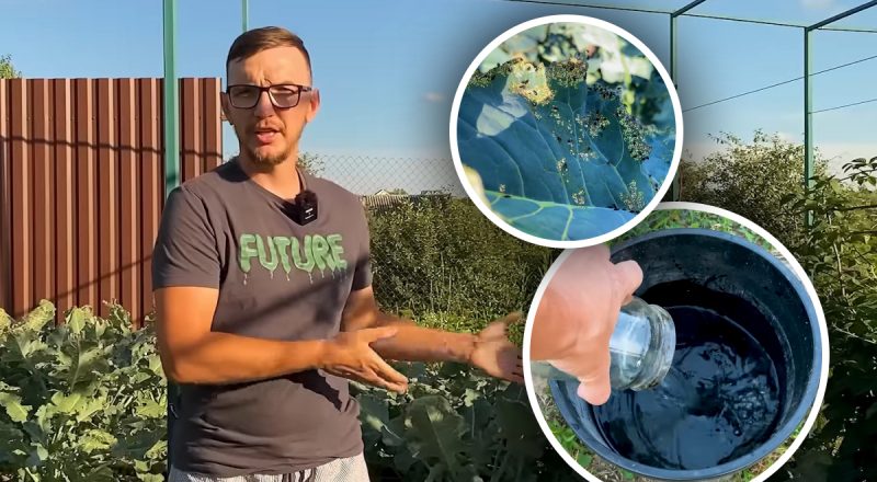 Хрестоцвітна блішка зникне з капусти за 2 дні: перевірений метод без хімії